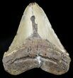 Bargain, Megalodon Tooth - North Carolina #47830-1